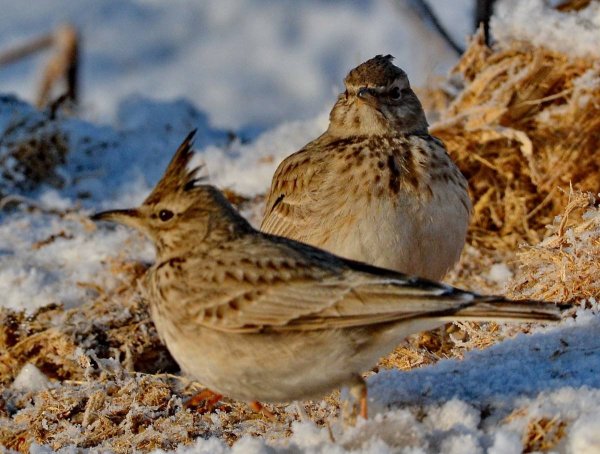 Жаворонок зимует