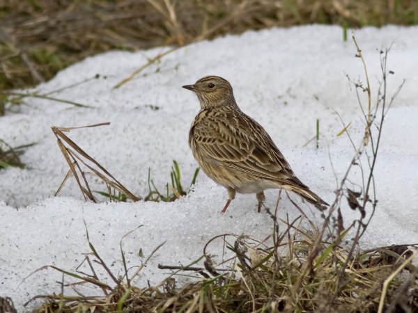 Песнь жаворонка