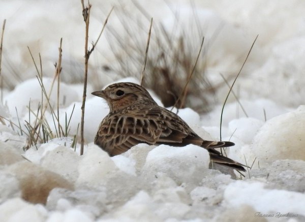 Полевой Жаворонок зимой