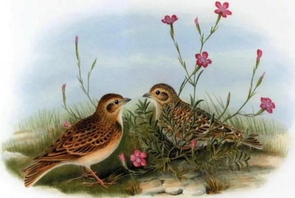 Жаворонок иллюстрация