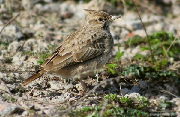 Лесной Жаворонок пение