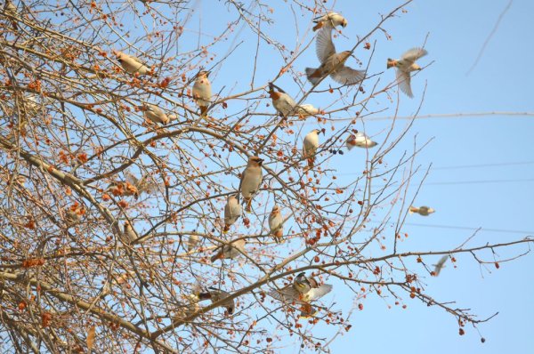 Птицы поют весной