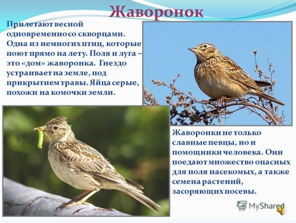 Иллюстрация к романсу Жаворонок