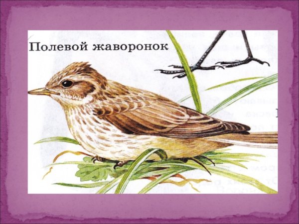 Рисование Жаворонок в подготовительной