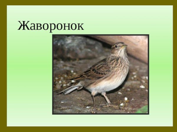 Птицы вестники весны