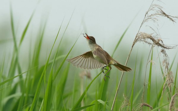 Птицы прилетели