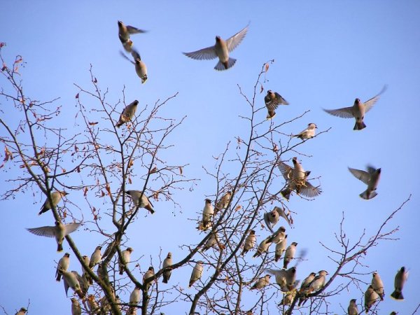 Перелетные птицы презентация