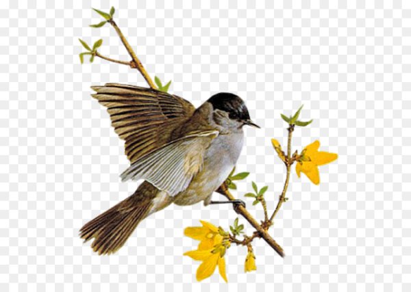 Весенние птицы живопись