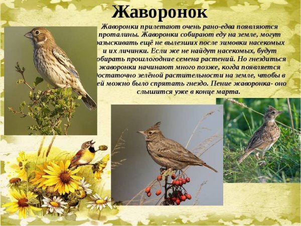 Художник-иллюстратор Анна Петунова (Мурашенкова)