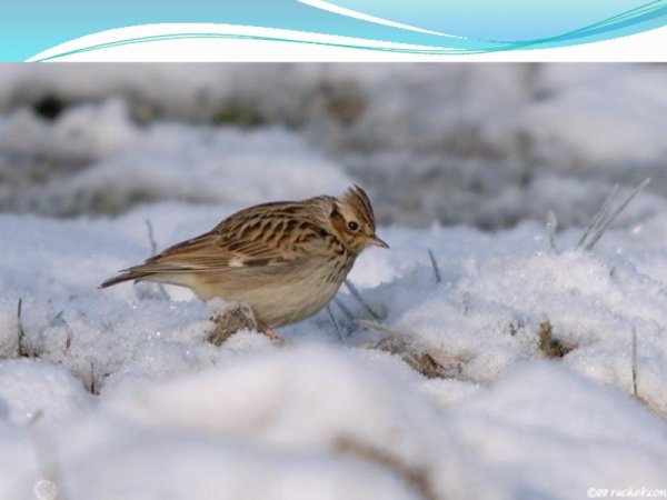 Джон френч Слоан художник птички