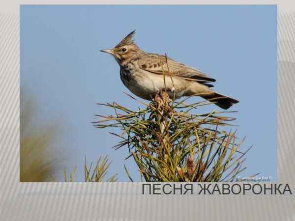 Какие птицы прилетают весной первыми