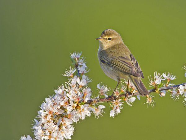 Воробей подлетает