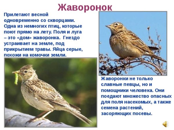 Жаворонок Перелетная птица
