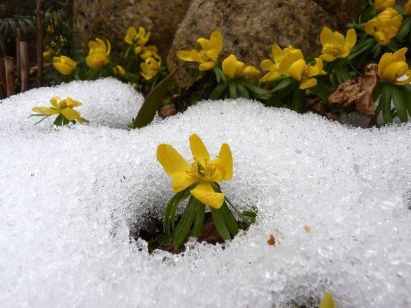 Запоздалая Весна