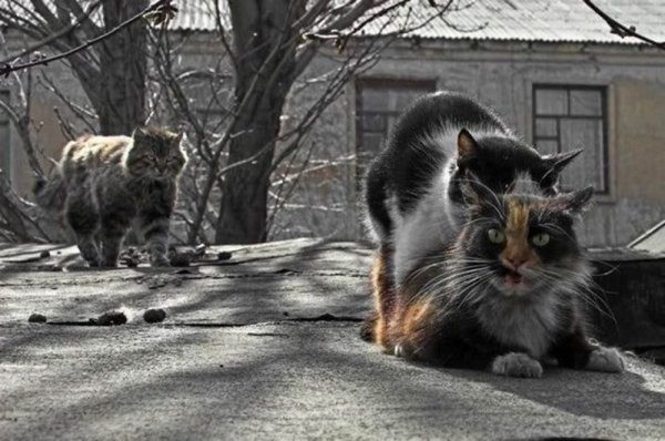 Кот Мартовский вернулся