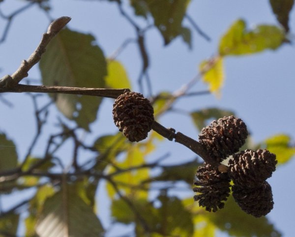 Ольха Alnus acuminata инки