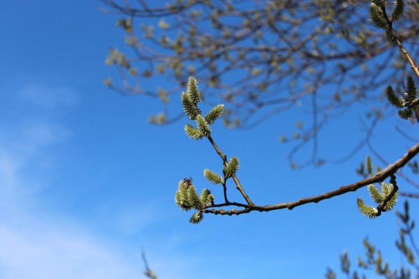 Апрель почки на деревьях