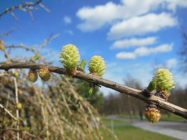 Ольха цветет
