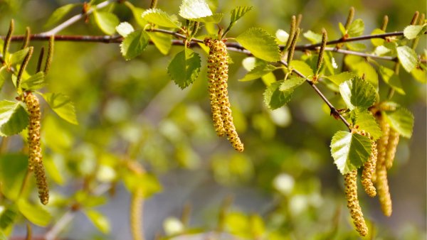 Alnus glutinosa ольха черная цветет