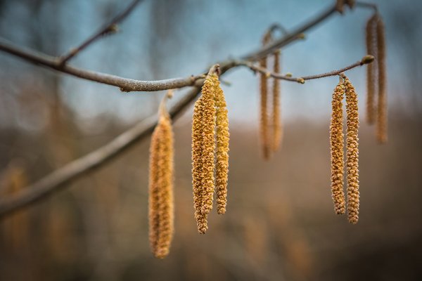 Народный календарь. Иосиф Песнопевец. Ольховые смотрины