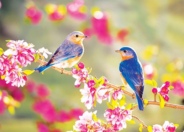 Природа птицы