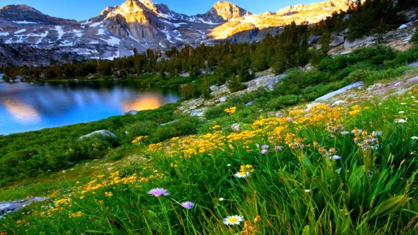 Альпийские Луга новая Зеландия