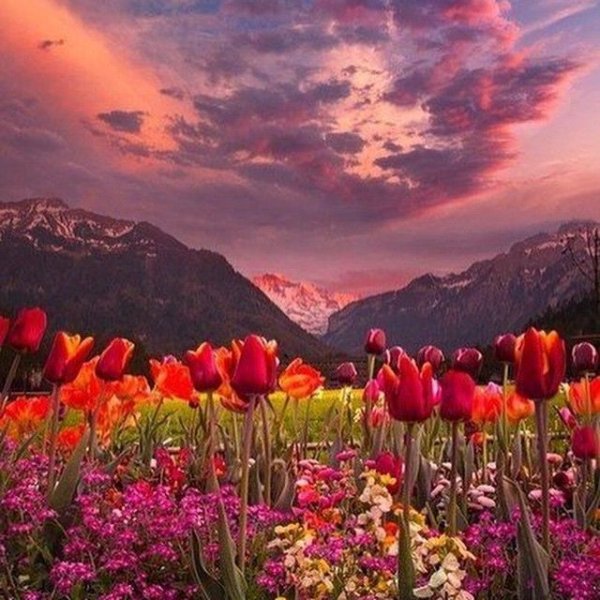 Сиреневый цвет в природе