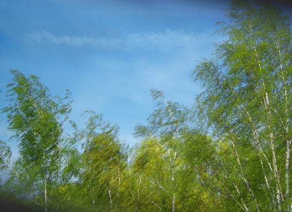 Весенний ветер