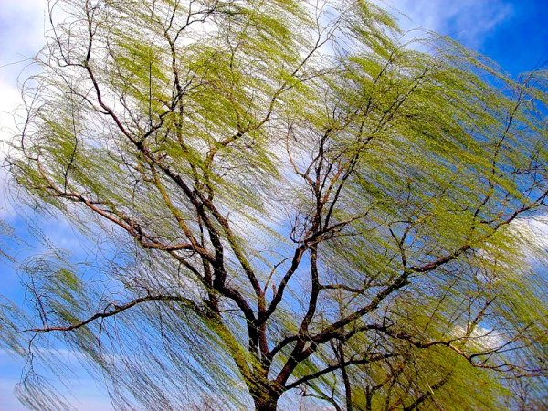 Сильный ветер весной