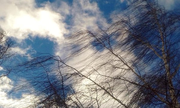 Порывы ветра