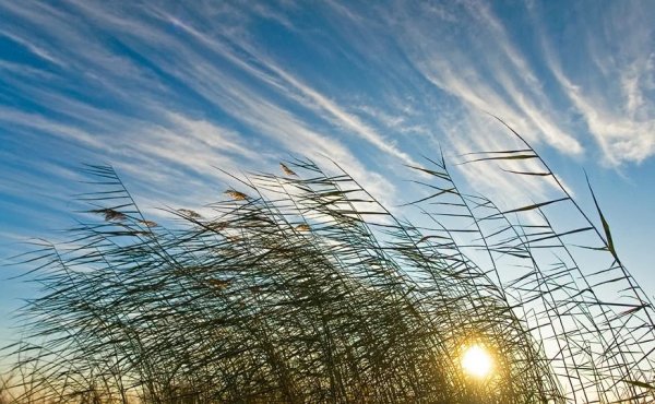 Теплый ветер весной