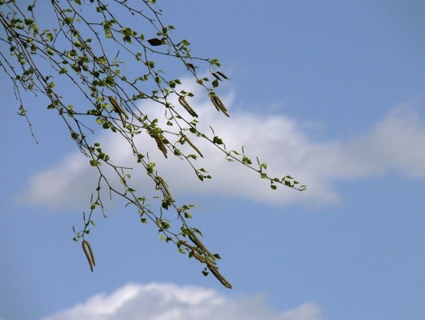 Ветер Весна деревья