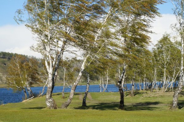 Сильный ветер