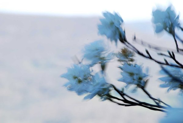 Сильный весенний ветер