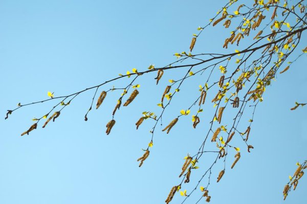 Подул ветер