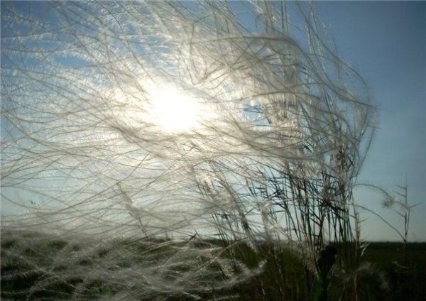 Кружение листьев