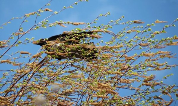 Холодный ветер