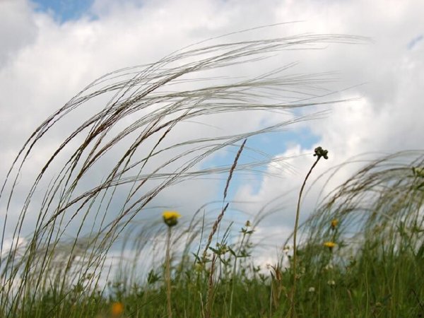 Сильный ветер