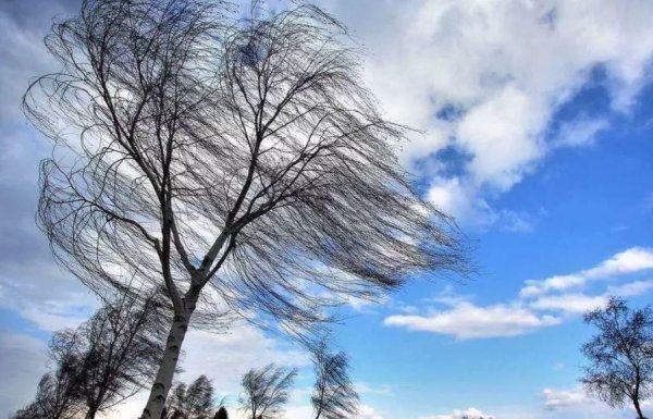 Цветы под ветром