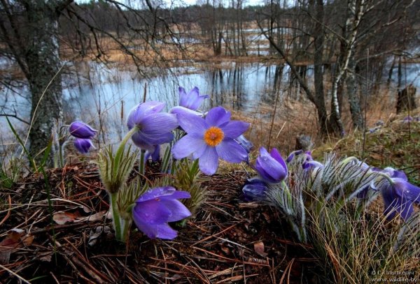 Полевые ирисы Волго Ахтубинской Поймы