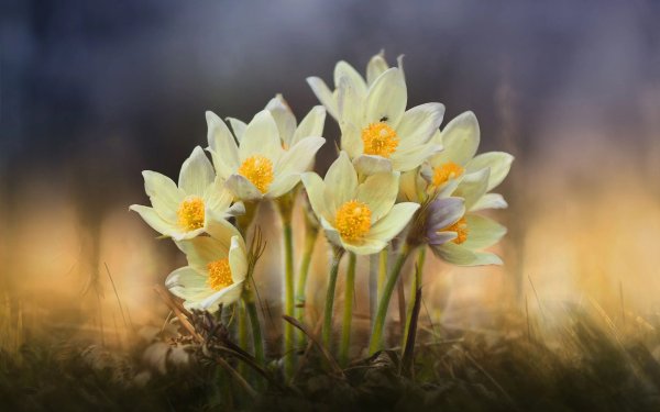 Первоцветы фотообои