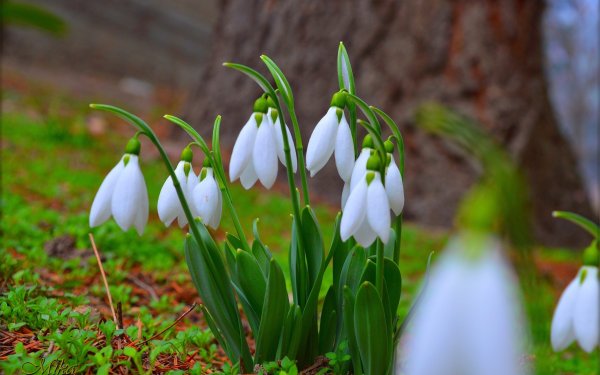 Подснежник плосколист