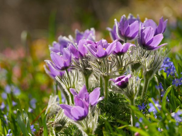 Прострел Турчанинова (фиолетовый)