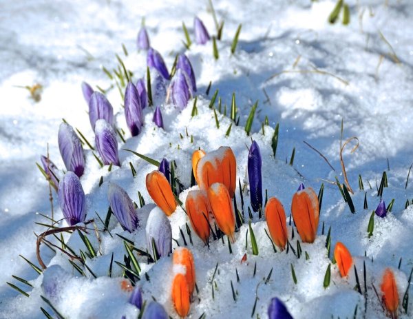 Весна Пробуждение природы