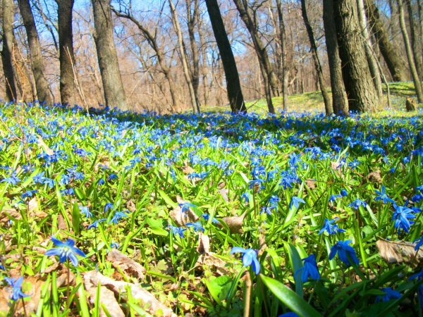 Пролески в Бештау