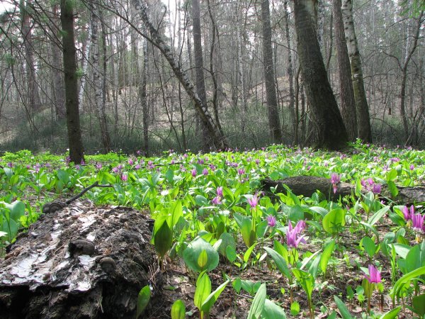 Кандыки подснежники Полянки