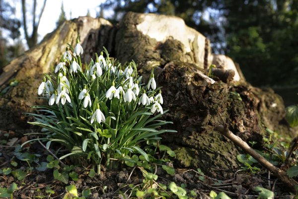 Прострел желтеющий (Сибирский Подснежник)
