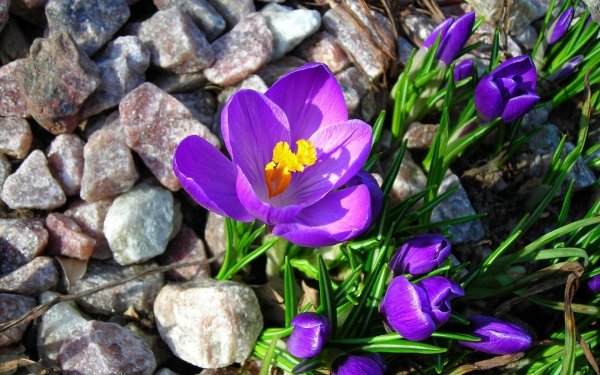 Крокус ковид