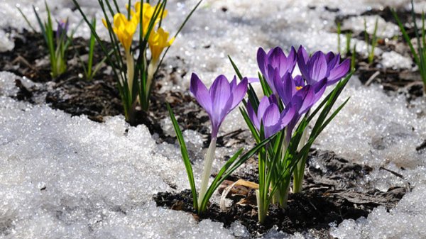 Первоцветы подснежники крокусы