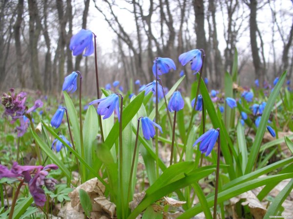 Пролеска Сибирская Крокус